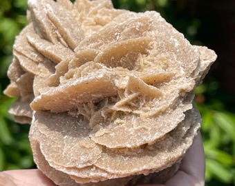 Sand Selenite Collectors Specimen, GYPSUM VAR. SELENITE, Natural Sand Dune Gypsum Crystal Cluster, Rare Find