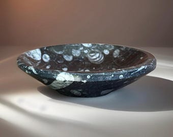 Goniatite Fossil Bowl, Cephalodod - Collectors Fossil Atlas Mountains of Morocco, Beautifully Preserved & Polished