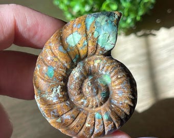 Turquoise Handcarved Crystal Fossil Shell, Unique Natural Stone Decor