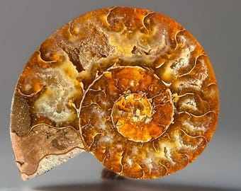 Ammonite Iridescent Fossil with Calcite Inclutions - Collectors Edition Fossil, Madagascar Ammonite (69)