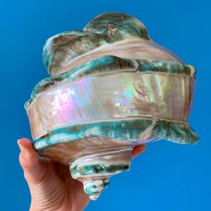 May include: A large, iridescent seashell with a pearlescent interior and teal and brown accents. The shell has a spiral shape and is held against a blue background. The shell's surface reflects a rainbow of colours.