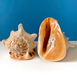 LARGE RARE Cassis Cornuta Shell, Treasure of the Ocean, Conch Shell Yellow Helmet Shell, Huge Ocean Shell, Giant Seashell for Home Decor