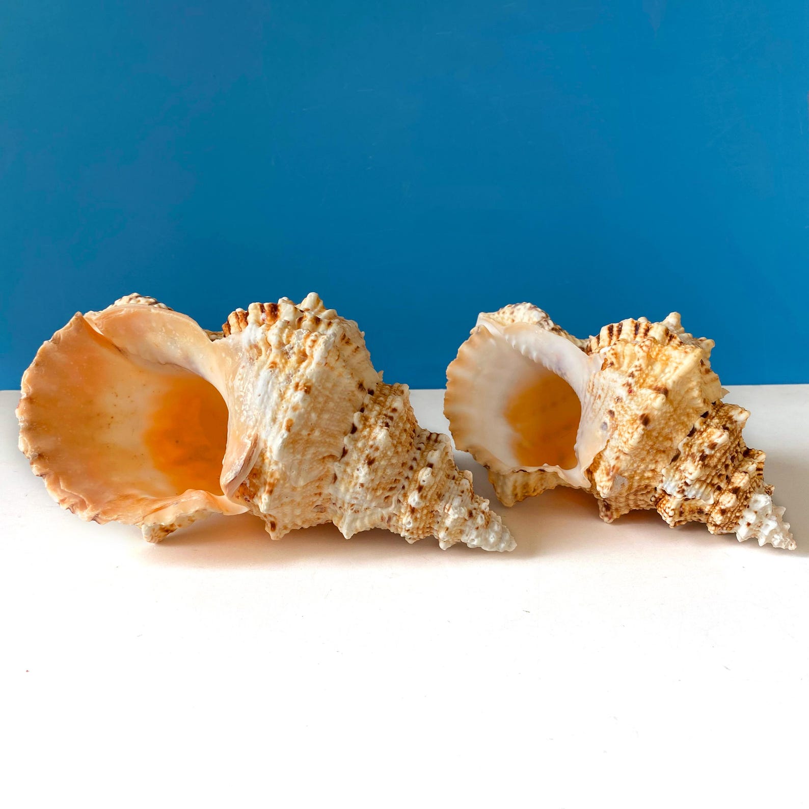 LARGE RARE Conch Shell Frog Shell Bursa Bubo, Tutufa Rubeta Conch Shell ...