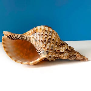 GROTE ZELDZAME Charonia Tritonis-trompetzeeschelp, symbool van rijkdom en welvaart schelp, Queen Seashell Collections, decor gigantische schelp
