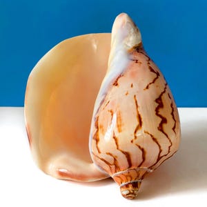 Volute snail - Etsy 日本
