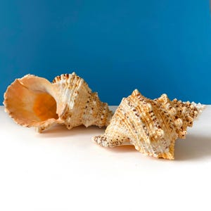 LARGE RARE Conch Shell Frog Shell Bursa Bubo, Tutufa Rubeta Conch Shell Coral Snail, Beautiful Giant Seashell, Fish Tank Decoration