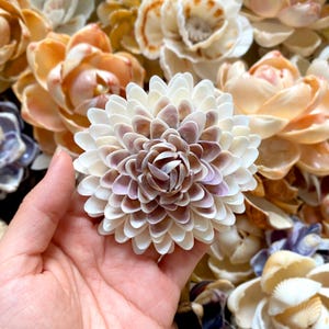 Puede incluir: Una flor artesanal hecha de conchas marinas, con un diseño de pétalos en capas en tonos de blanco, crema y marrón claro. La flor se sostiene en una mano, con otras flores de conchas marinas en el fondo. El tema general es la decoración costera.