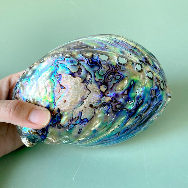 Natural Abalone Shells Crystal Displays, Large Aquamarine Blue Shell ...