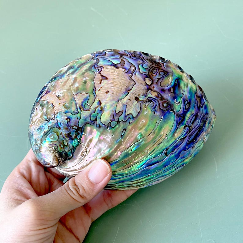Natural Abalone Shells Crystal Displays, Large Aquamarine Blue Shell ...