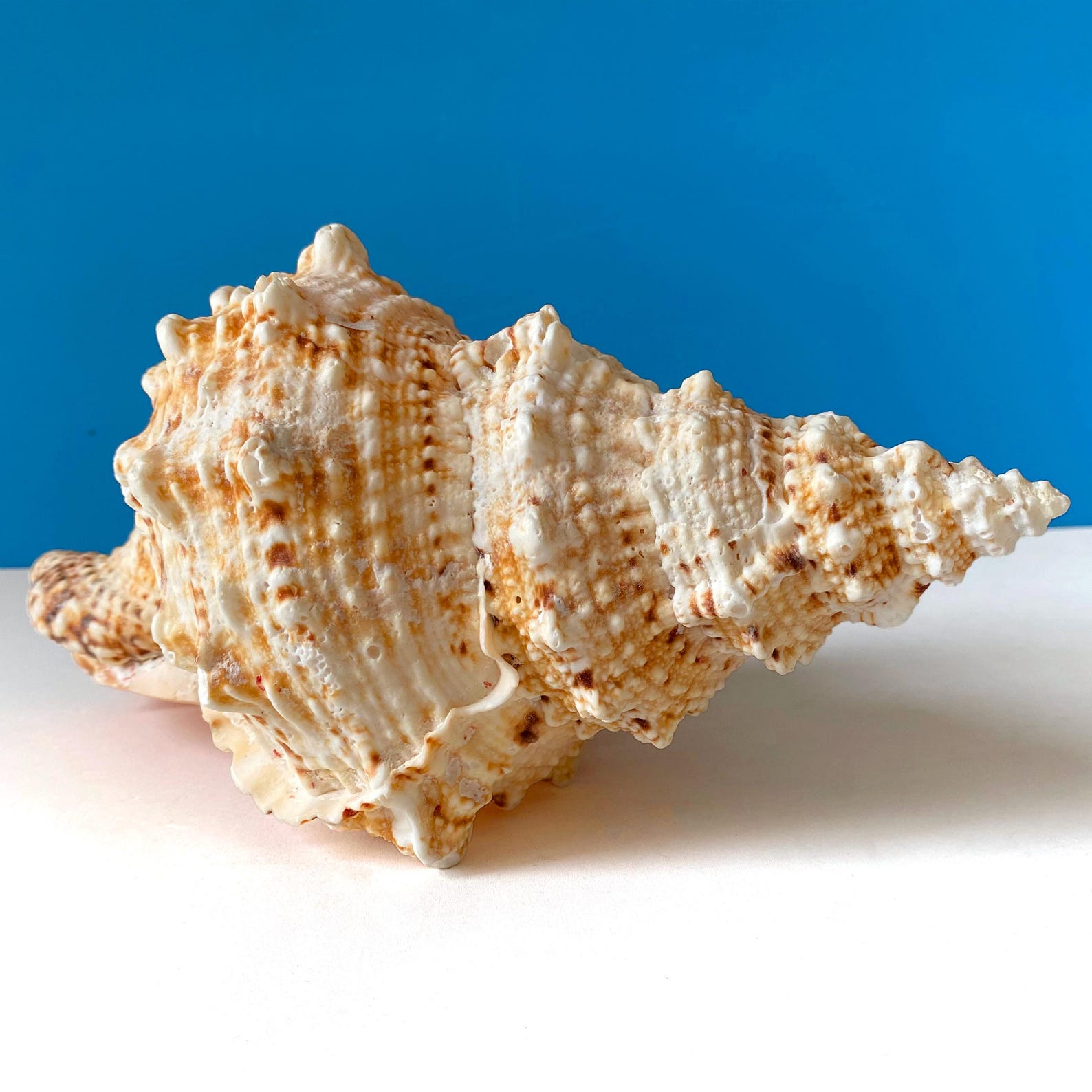LARGE RARE Conch Shell Frog Shell Bursa Bubo, Tutufa Rubeta Conch Shell ...