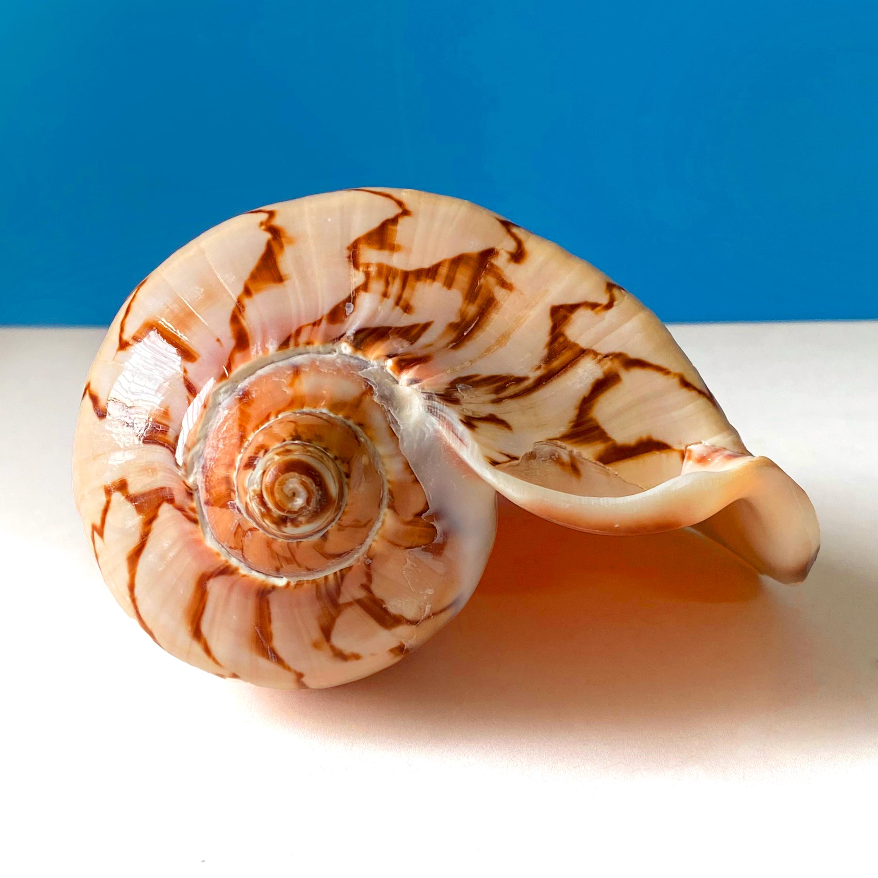 希少サイズ　完品　オウム貝の殻 大小2個セット　フタゴヤシ 希少サイズ 完品 オウム貝の殻 大小2個セット フタゴヤシ 希少サイズ