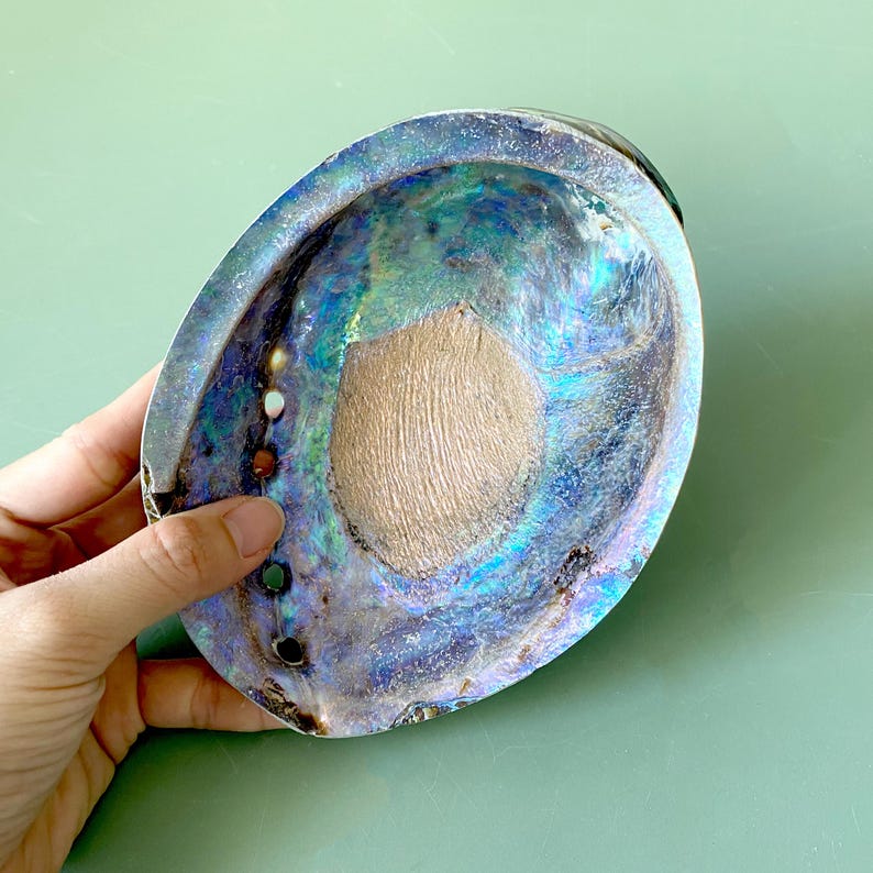 Natural Abalone Shells Crystal Displays, Large Aquamarine Blue Shell ...
