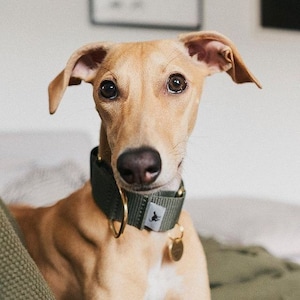 Olive Green 'Atacama' Whippet Greyhound Italian Lurcher Sighthound Martingale Collar