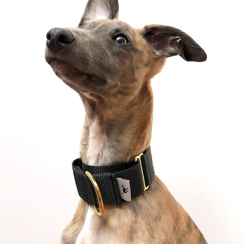 Woven Wine Red Martingale Collar Whippet Greyhound Italian Etsy