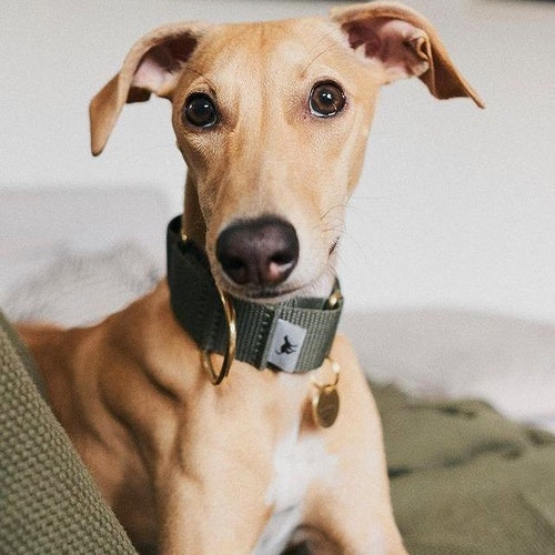 Collare Martingala per Levriero Italiano 'Atacama', Levriero Whippet, Levriero Grigio, Lurcher Italiano