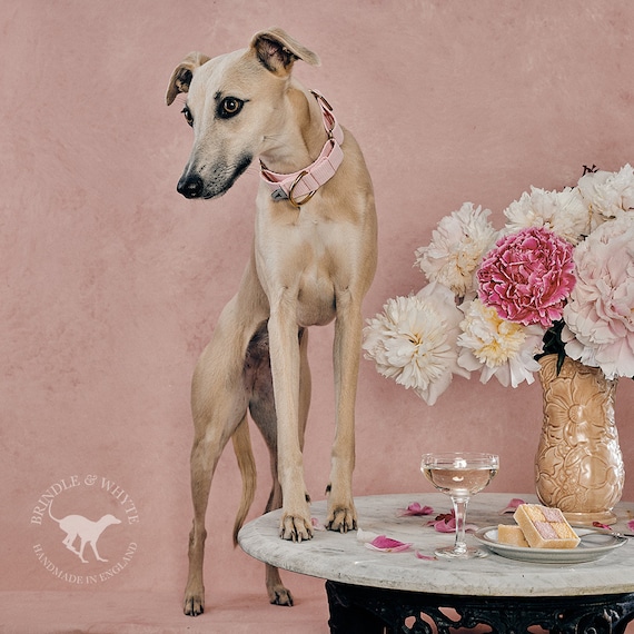 Flamingo Pink 'atacama' Whippet Greyhound Italian Lurcher