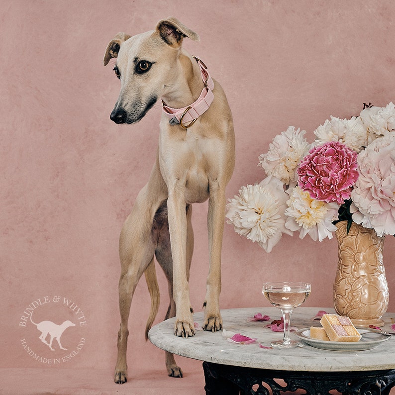 May include: A light brown Whippet dog wearing a pink collar stands on a marble table with a glass of champagne and a plate of pink and white cake. The dog is looking to the left of the image. A bouquet of white and pink peonies is in a vase behind the table. The background is a light pink wall with the text "BRINDLE & WHYTE HANDMADE IN ENGLAND" in a circle.