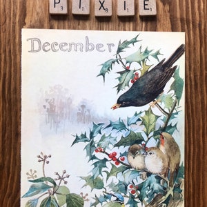 December - Vintage Botanical Book Page - Winter - Blackbird - Robin -  Nature Notes of an Edwardian Lady - Edith Holden - Country