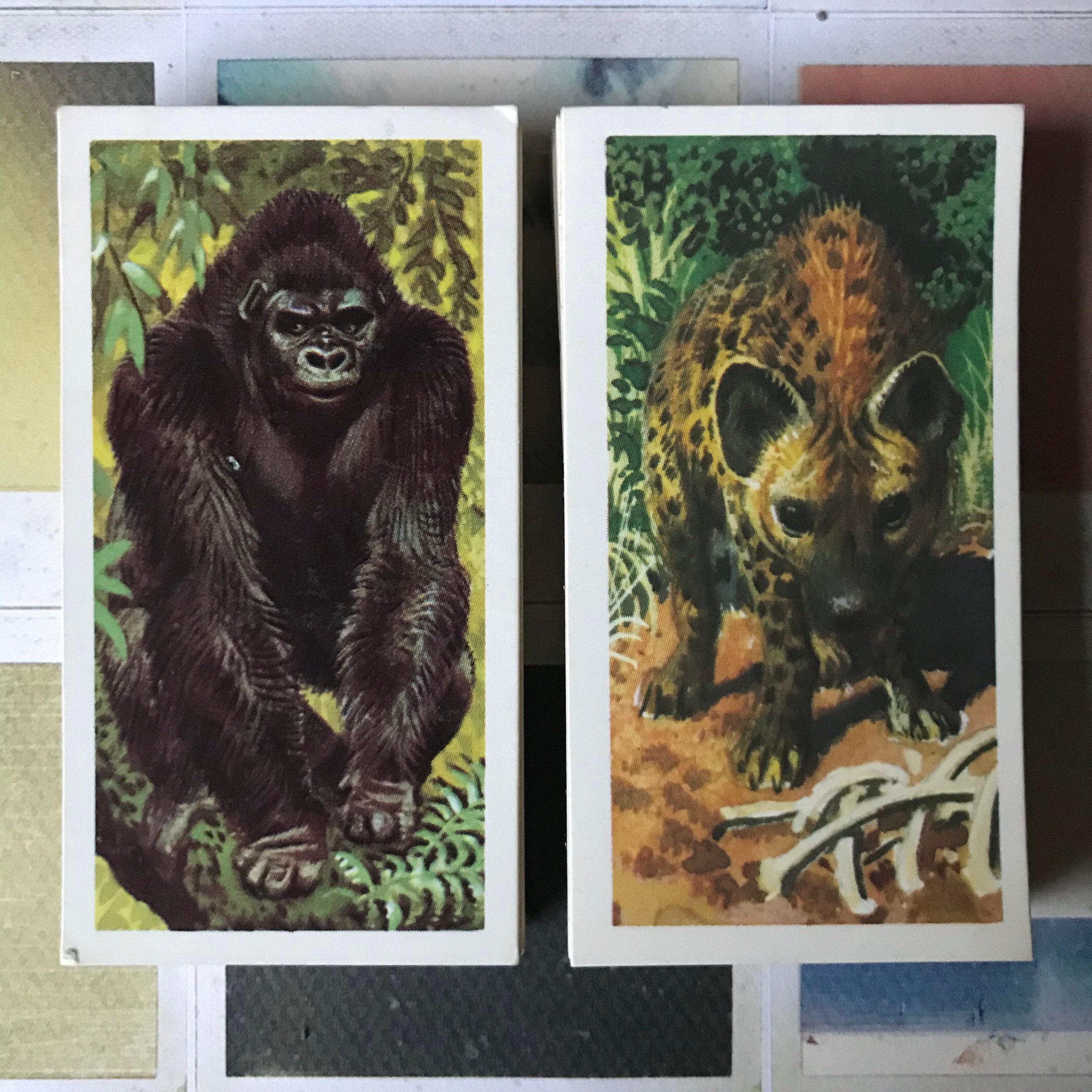 Details about   1962  Brooke Bond Tea AFRICAN WILD LIFE  Lions Africa Trading  Set of 50 cards s 