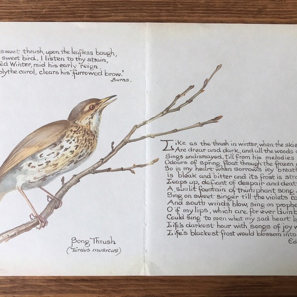 Song Thrush - Willow Herb - Cow Parsnep - Vintage Botanical Book Page - Double Page - Country Diary of an Edwardian Lady