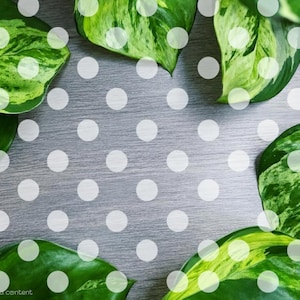 Pode incluir: Close-up de folhas variegadas verdes e amarelas vibrantes dispostas sobre uma superfície de madeira cinza. As folhas têm um padrão natural e orgânico. Bolinhas brancas sobrepostas à imagem, criando um contraste lúdico. A imagem evoca uma sensação de frescura e beleza natural.