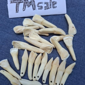 50 pcs Real Buffalo Teeth for Jewelry Art Unique Craft Costume, wholesale supply craft