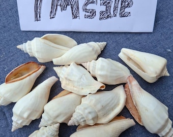 天然カピス貝 20～150個 / 0/1/2穴 /30/40/50/60/65/70 mm。貝殻