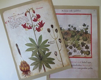 1979 The Illustrated Herbal Botanical Prints / Set of 2 / Ready to Frame / Home Decor / Paper Ephemera / Holiday Gift