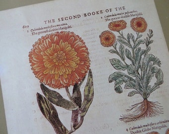 1979 The Illustrated Herbal Botanical Print / Double Marigold / Orange Flower Print / Ready To Frame / Home Decor / Paper Ephemera