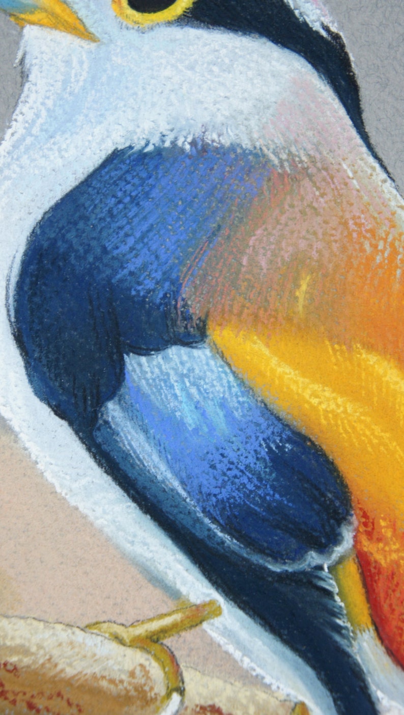 Original Soft Pastel Painting bird of Paradise Etsy