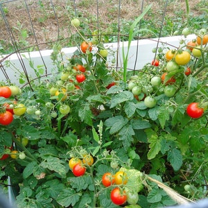 Peut inclure: Gros plan sur une plante de tomate poussant dans un jardin. La plante est soutenue par une cage en fil de fer et possède de nombreuses feuilles vertes et des tomates rouges et jaunes.