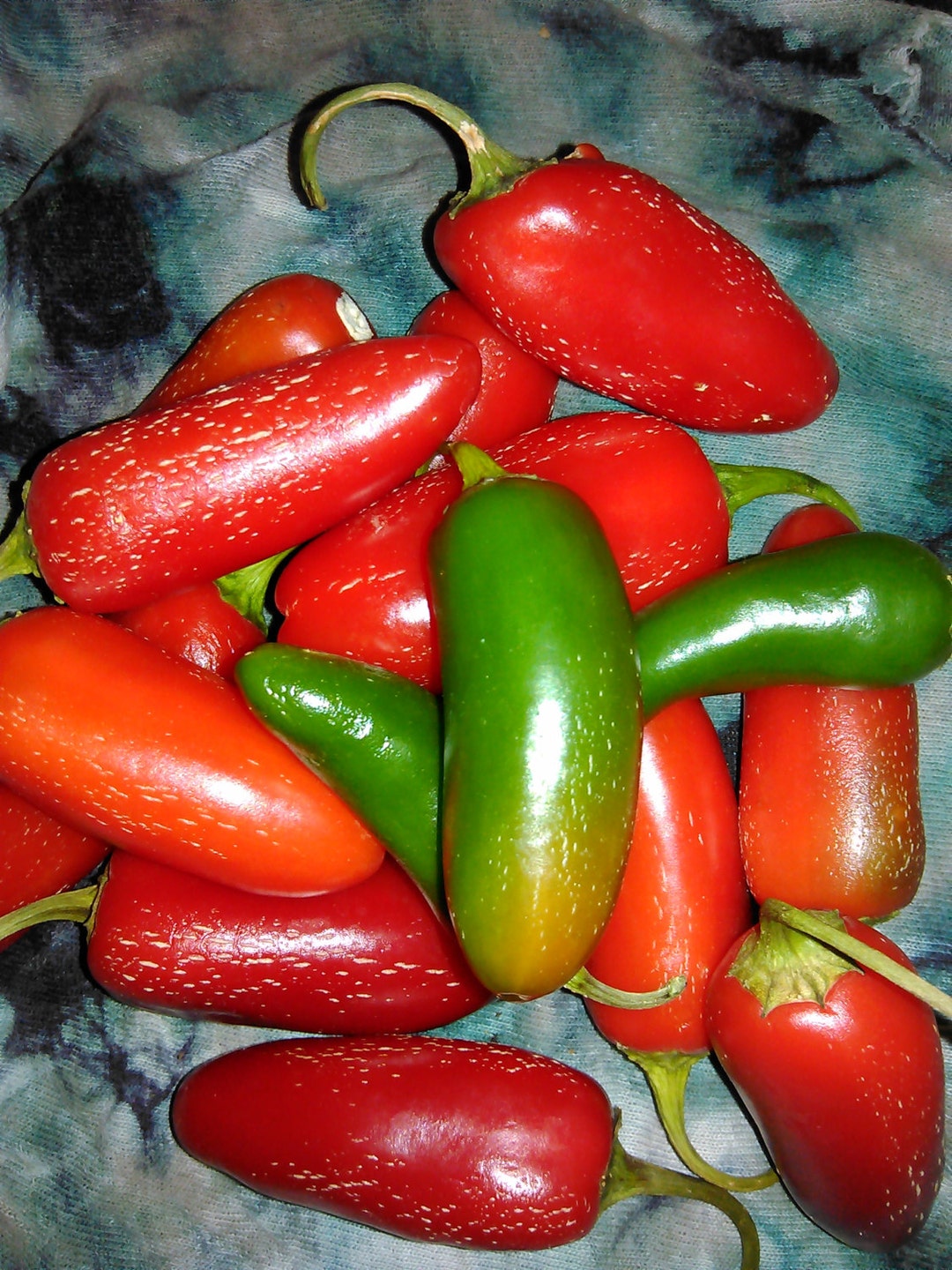 Pepper Tam Jalapeno 20 Seeds. HEIRLOOM Seeds of Life. the BEST Jalapeno EVER Etsy
