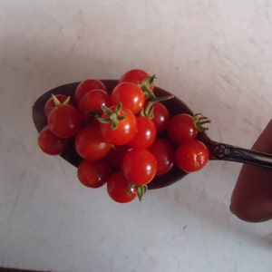 May include: A silver spoon filled with a cluster of bright red cherry tomatoes.