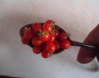 Spoon Tomato Currant style small fruit