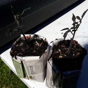 Plants de tomates anciennes roses indigo. Livraison gratuite de 2 plantes vivantes