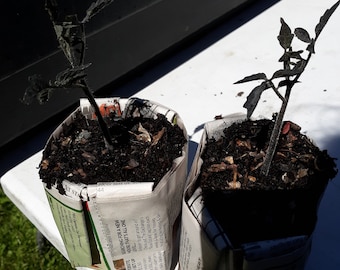 Indigo Rose heirloom tomato plants. 2 live plants free shipping