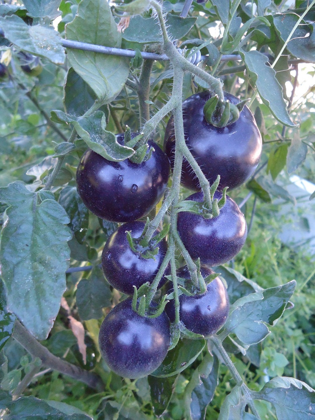 emulsie Dakloos monteren OSU Blue Tomato 10 Seeds HEIRLOOM - Etsy