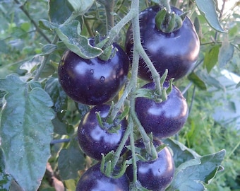OSU Blue  Tomato 10 seeds *HEIRLOOM*