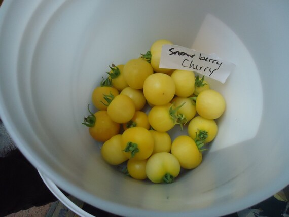 Snowberry Tomato Seeds