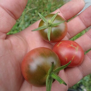Op de afbeelding: Drie kleine tomaten, één rood en twee groen, worden in een hand gehouden. De groene tomaten hebben een donkergroene kleur en een licht hobbelige textuur.