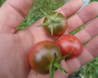 Tía Ruby's Alemán Cherry Tomato 20 semillas *HEIRLOOM* Semillas de Vida