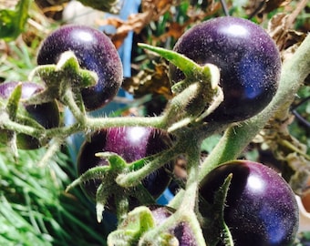 Dances with the smurfs BLUE cherry tomato  *HEIRLOOM* 10 seeds