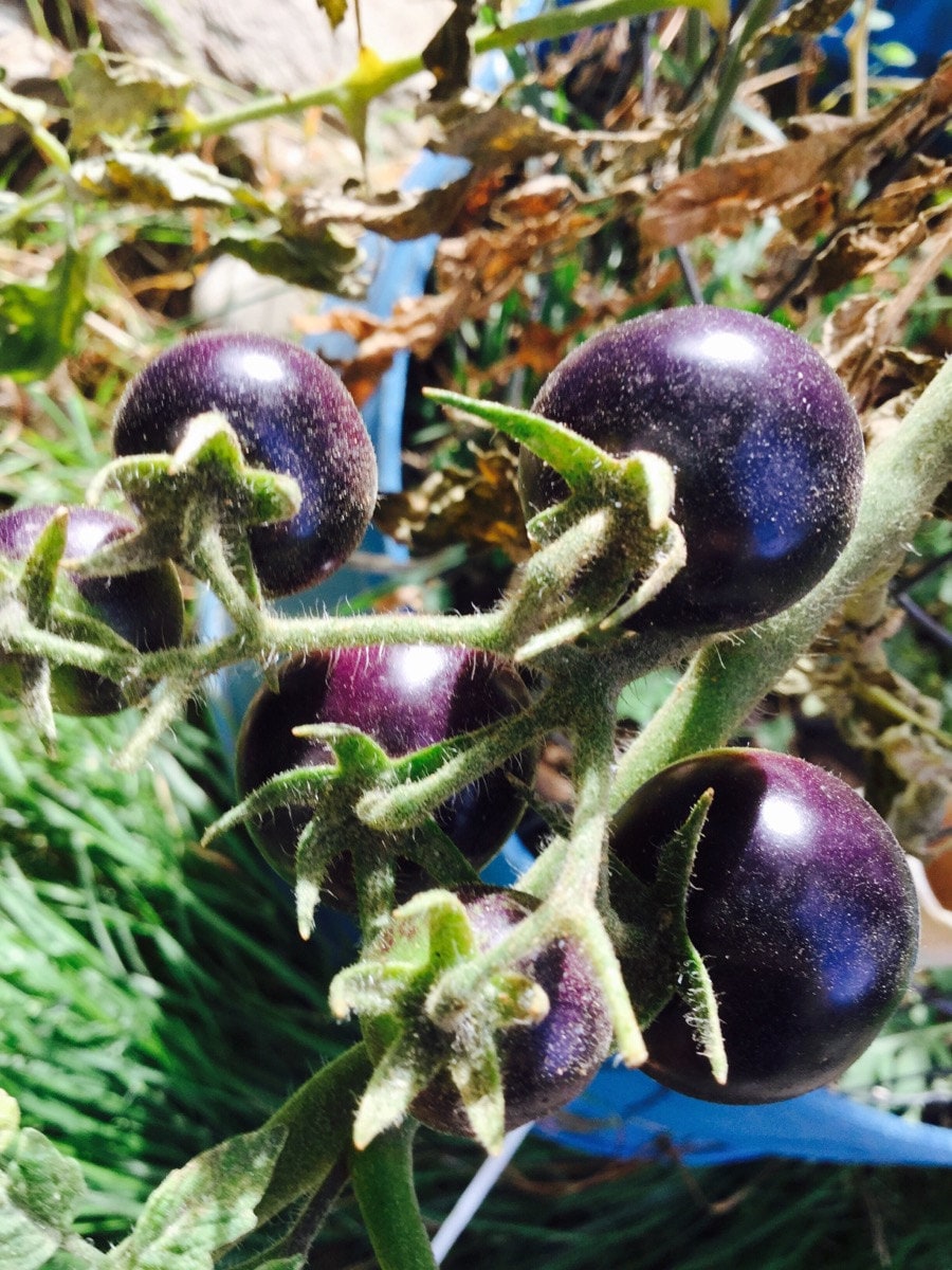 Dances With the Smurfs BLUE Cherry Tomato *HEIRLOOM* 10 Seeds - Etsy