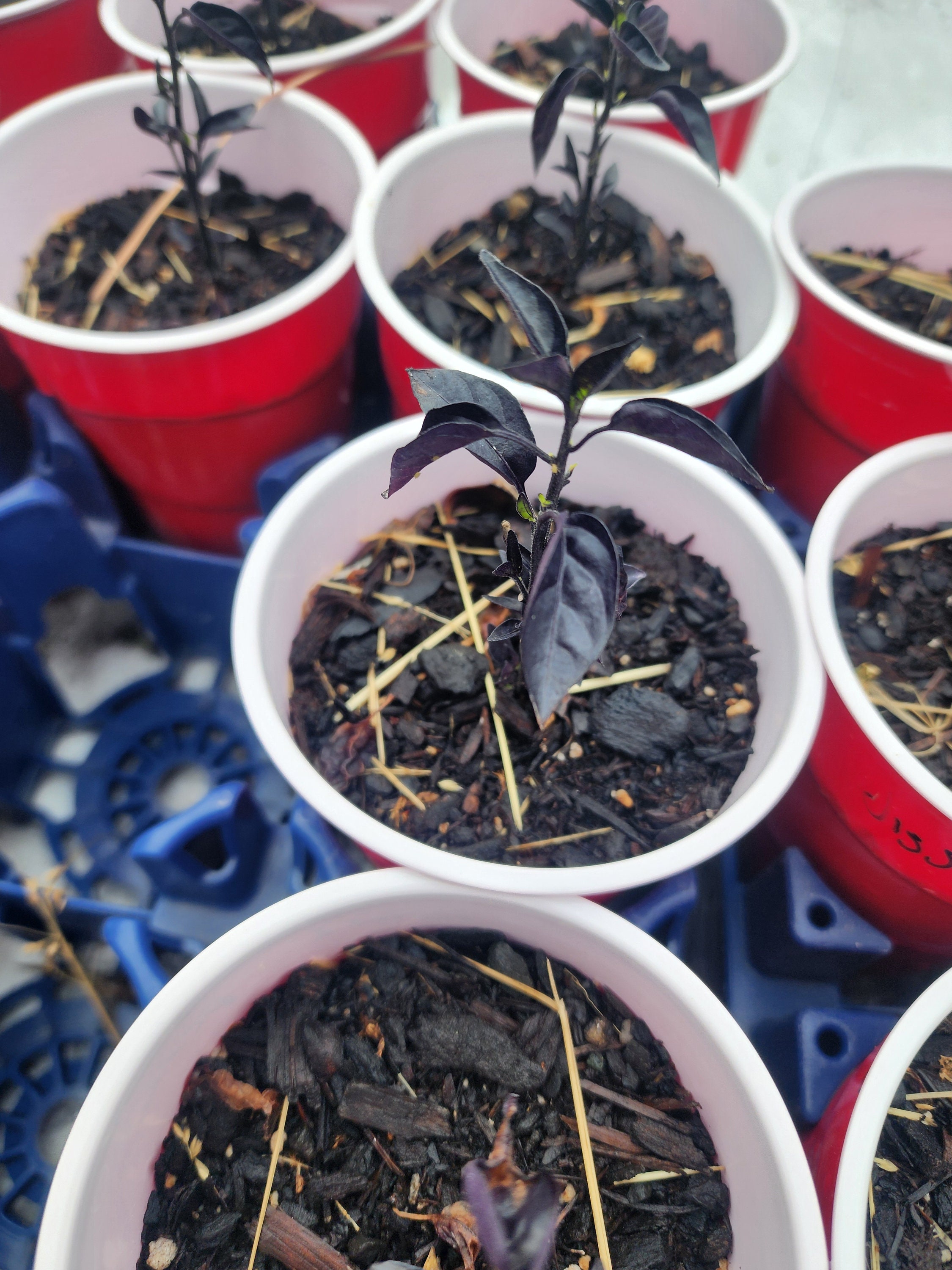 Black Pearl pepper rare heirloom 2 4" live plants shipping included