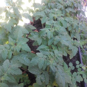 Peut inclure: Gros plan sur une rangée de plants de tomates vertes poussant dans un conteneur. Les plantes sont saines et ont beaucoup de feuilles.