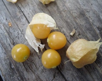 Ground Cherry  (Strawberry Husk Tomato) *HEIRLOOM* SEEDS of LIFE