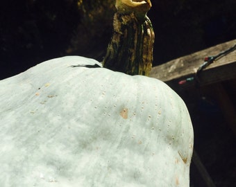 May include: A large, light blue gourd with a brown stem. The gourd has a smooth, slightly textured surface with brown spots.