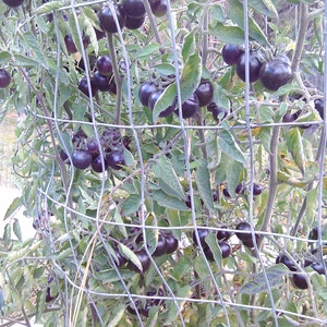 May include: A close-up of a tomato plant with a wire trellis. The plant is full of ripe, dark purple tomatoes.