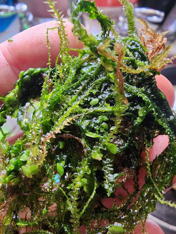 JAVA MOSS live aquarium plant