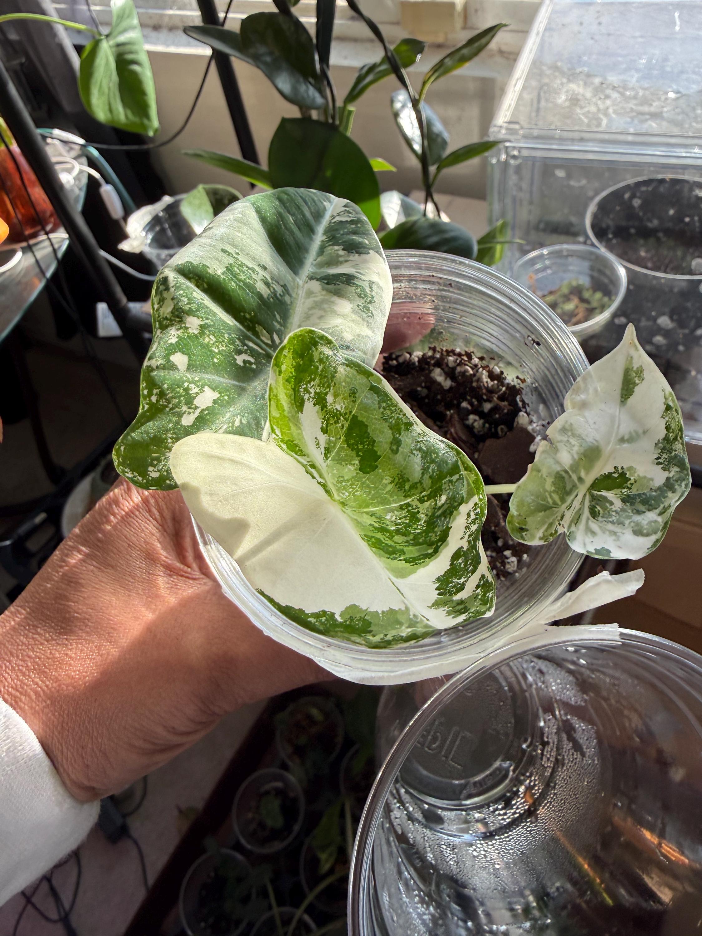 Alocasia variegated frydek - Etsy 日本